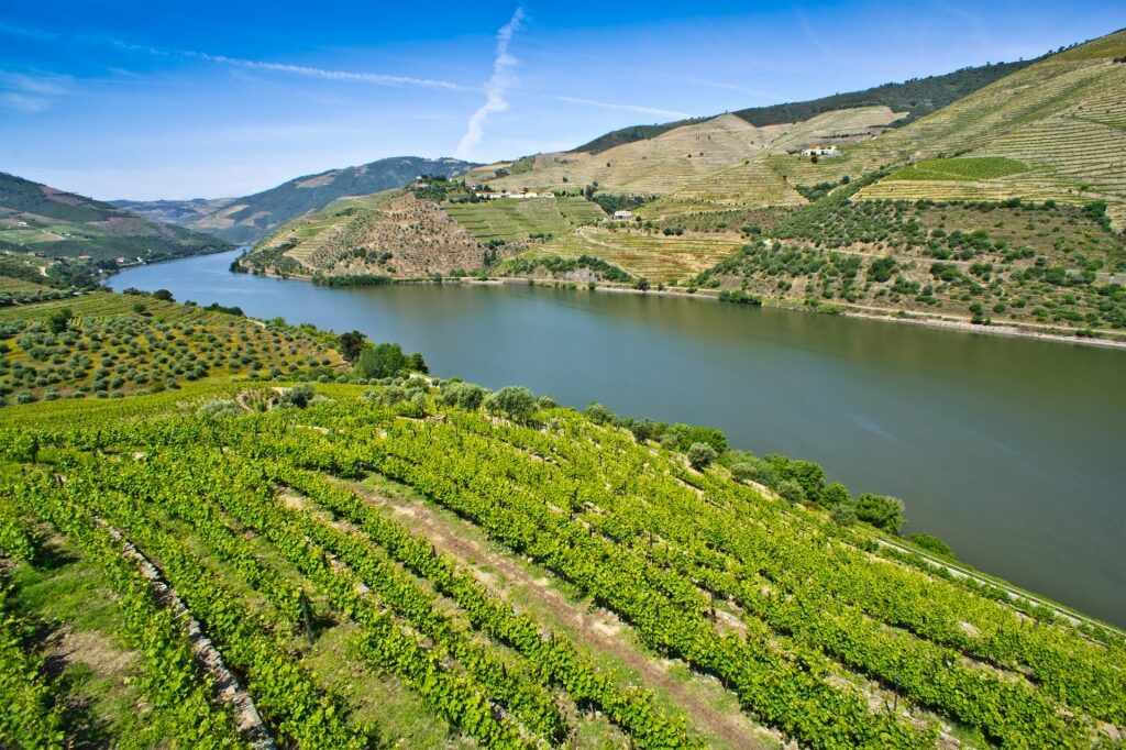 Vineyard in Douro Valley