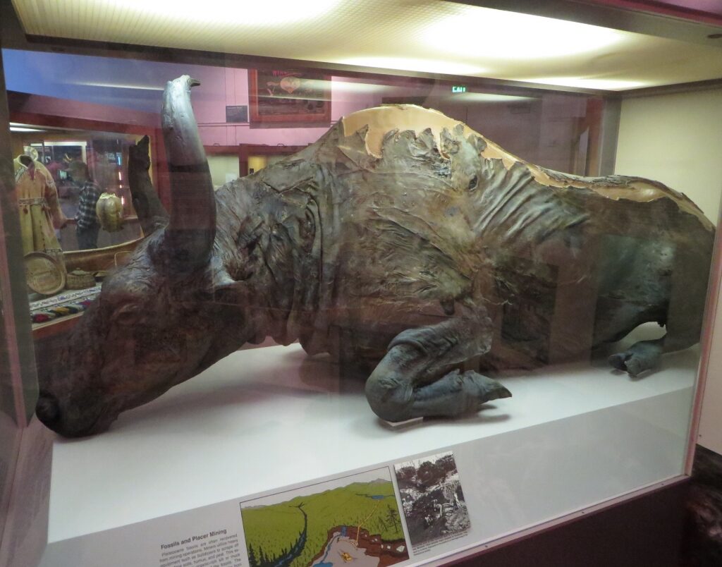 Mummified steppe bison inside the Museum of the North