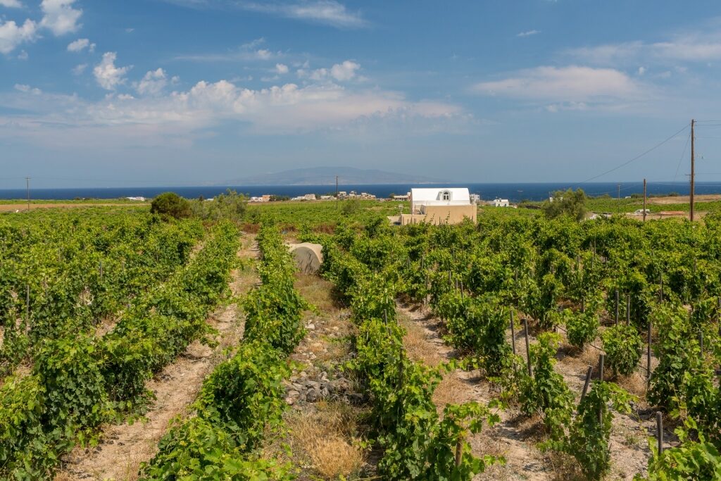 Vineyard of Domaine Sigalas Winery