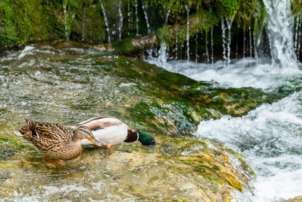 Ducks drinking from the waterfalls of Krka National Park