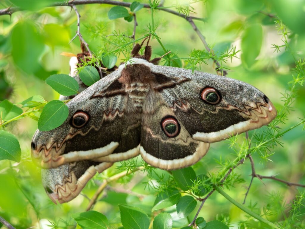 Butterfly spotted in Paklenica National Park