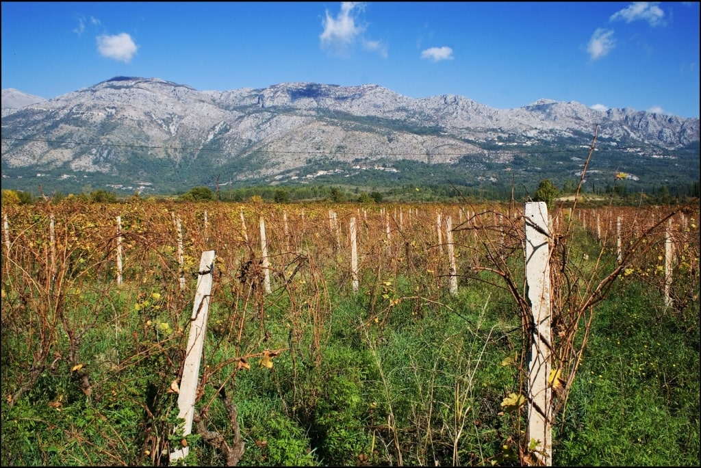 Vineyard in Konavle Valley