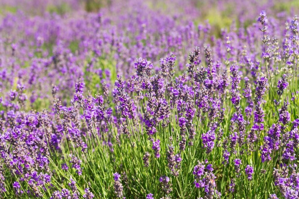 Lavender field in France