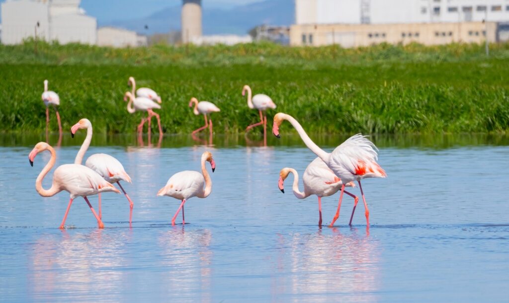 Flamingos in Molentargius Marshland