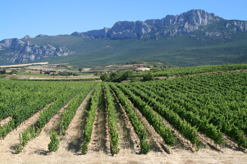 Vineyards of La Rioja