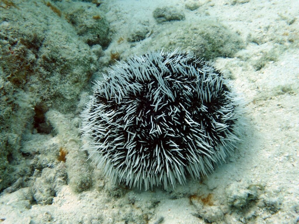 Sea eggs spotted underwater