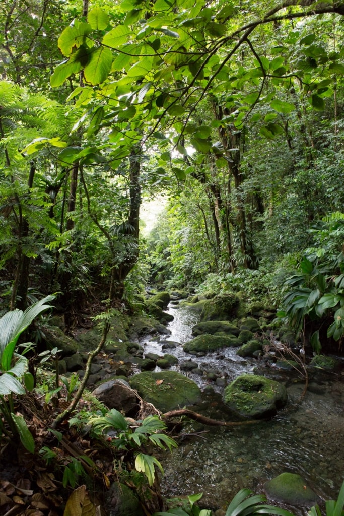 Lush view while hiking in the Morne Trois Pitons National Park, Dominica