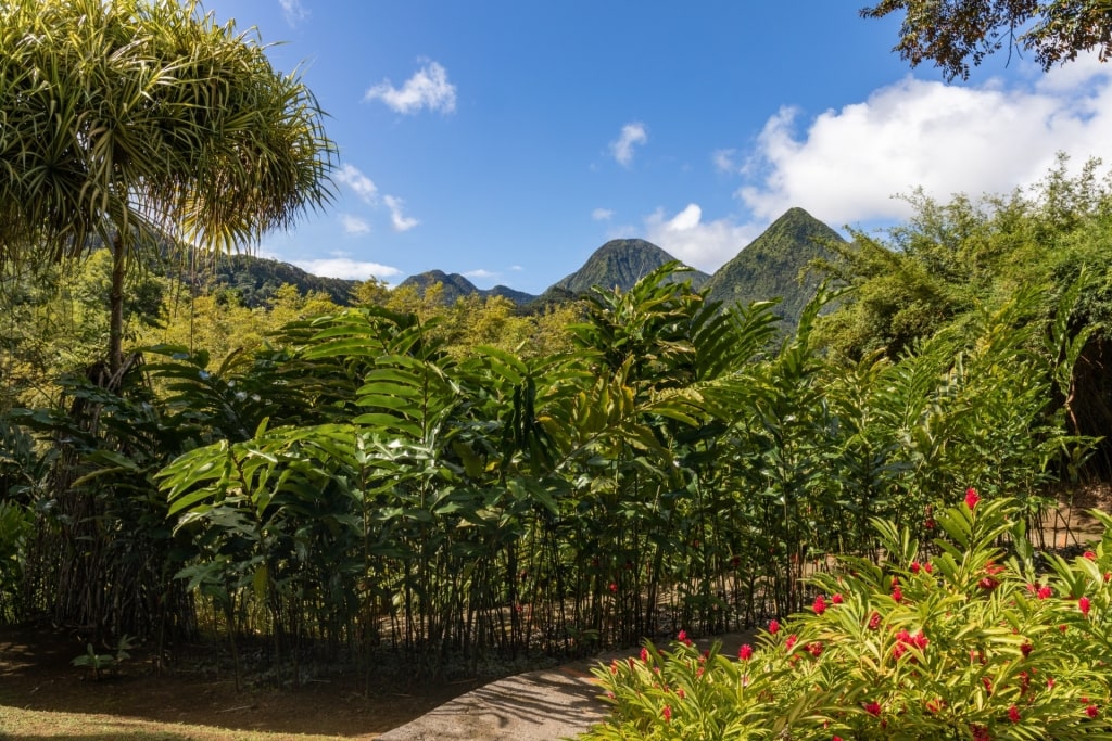 Exotic plants in Jardin de Balata, Martinique