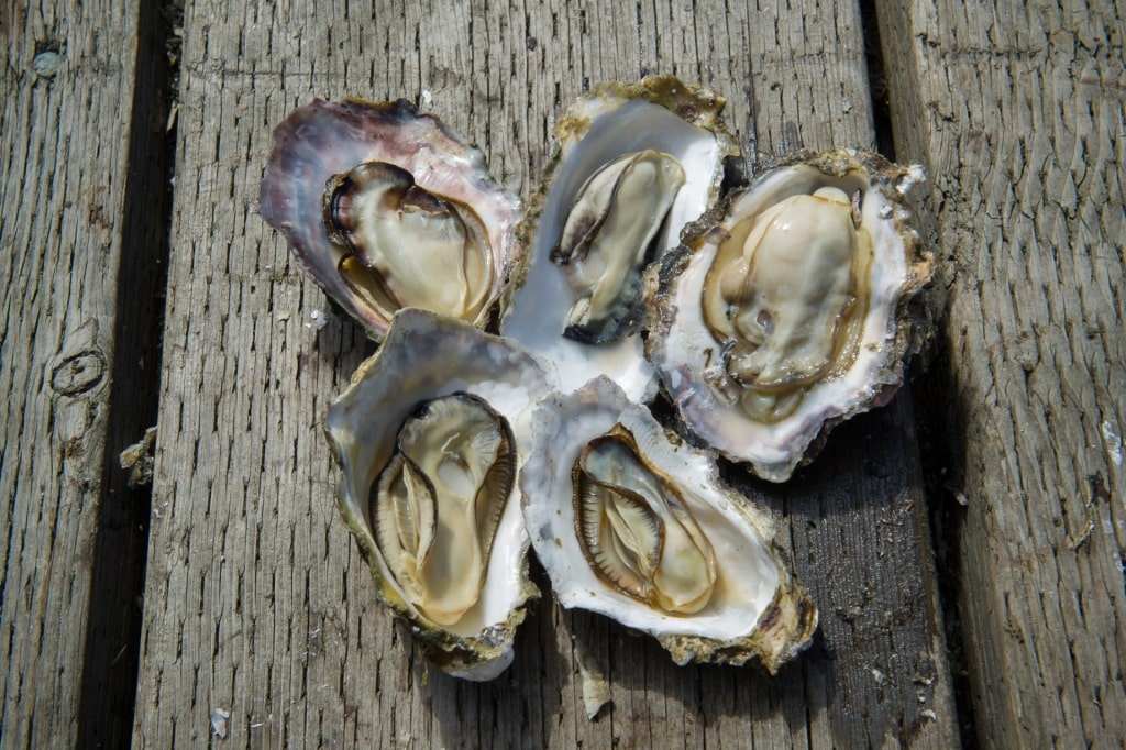 Fresh oysters on a table