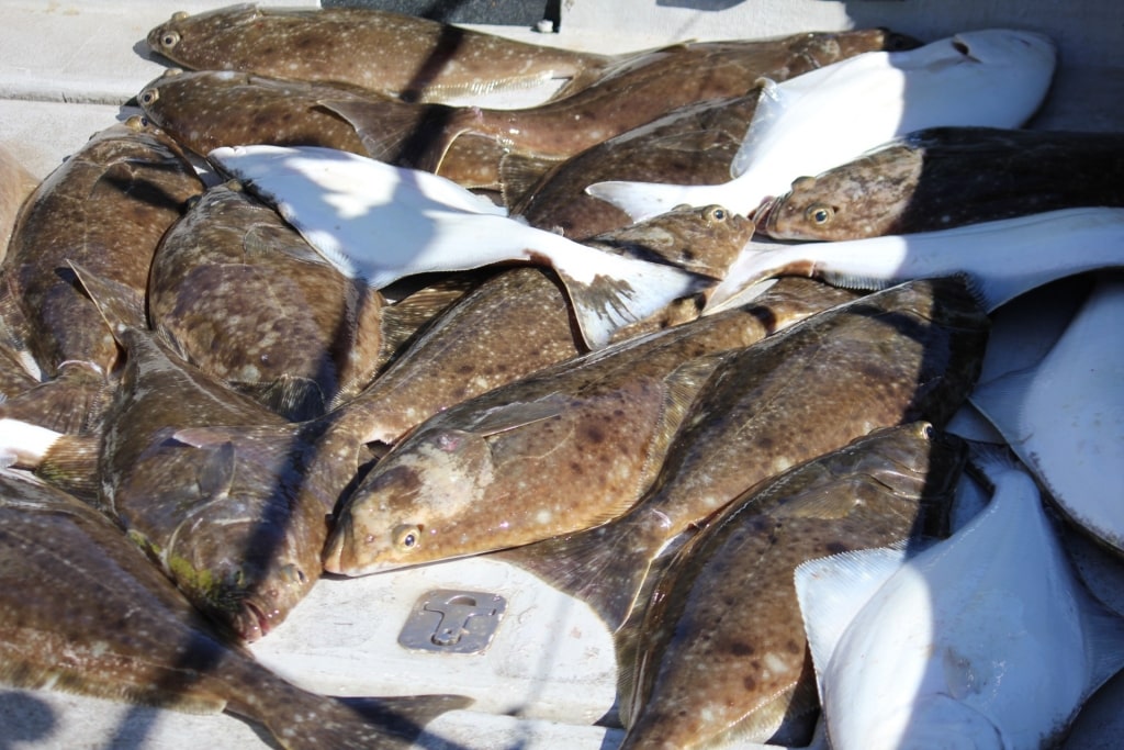 Halibut at a market in Alaska