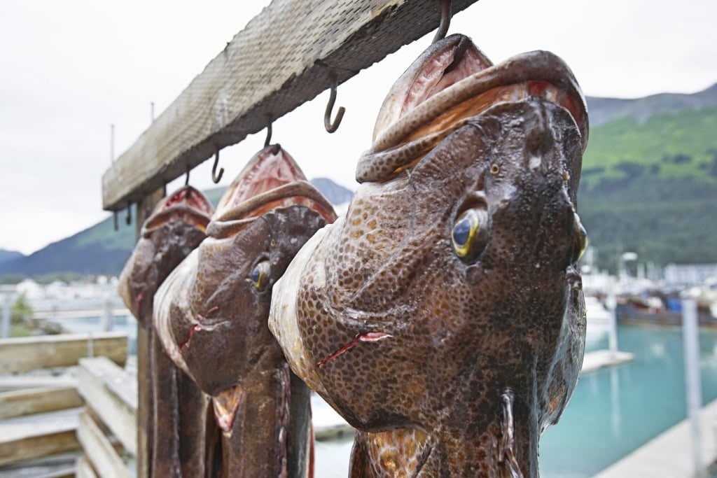 Freshly caught lingcod in Alaska