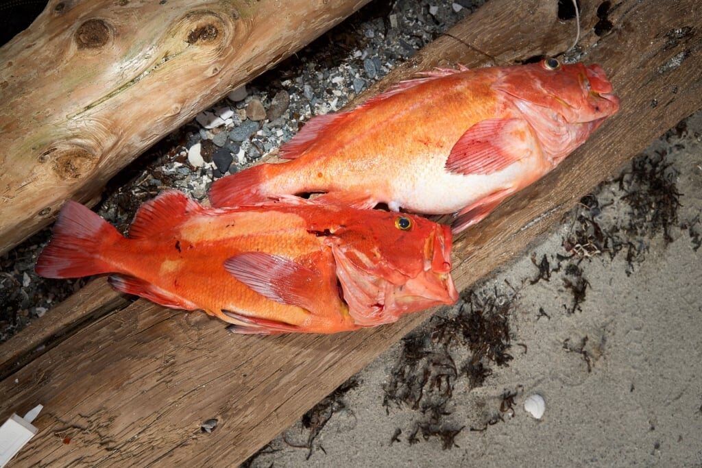 Freshly caught rockfish in Alaska