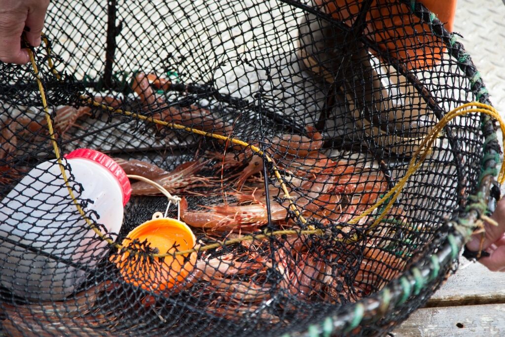 Spot prawns inside a fishing net