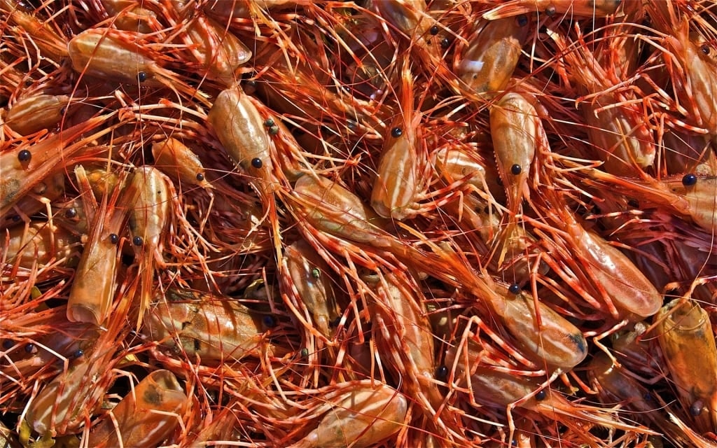 Spot prawns on a tray