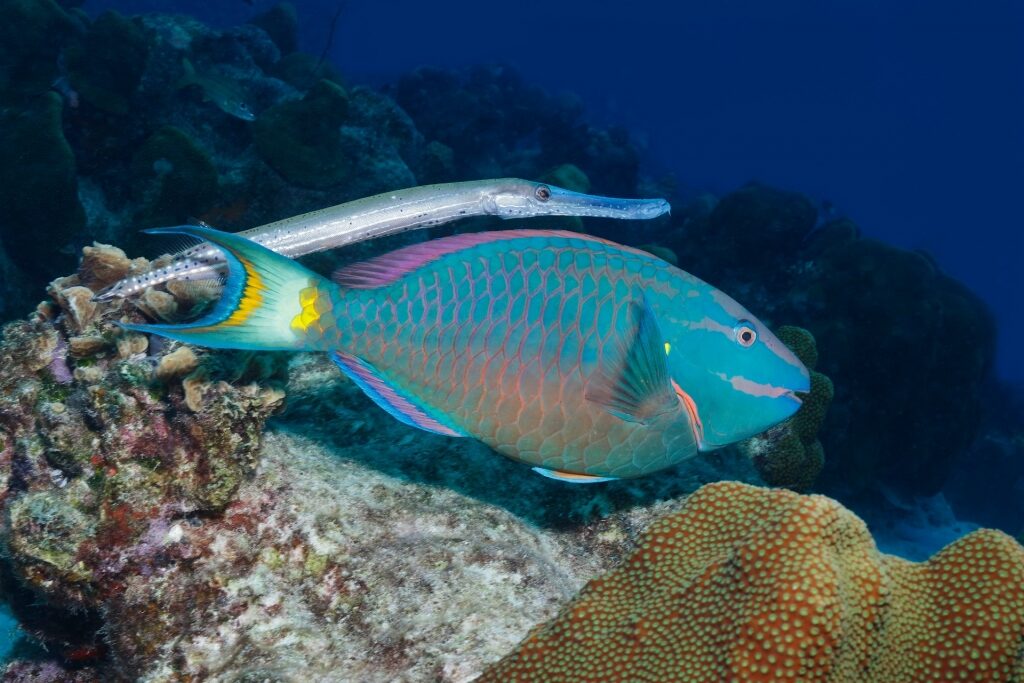 Trumpetfish spotted in the British Virgin Islands