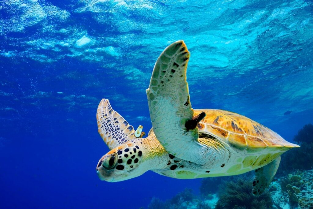 Green turtle spotted in the Caribbean