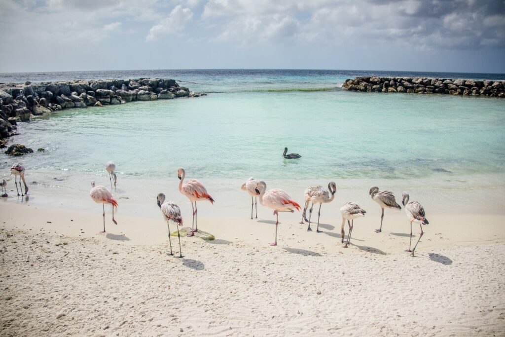 Flamingos scattered around De Palm Island, Aruba