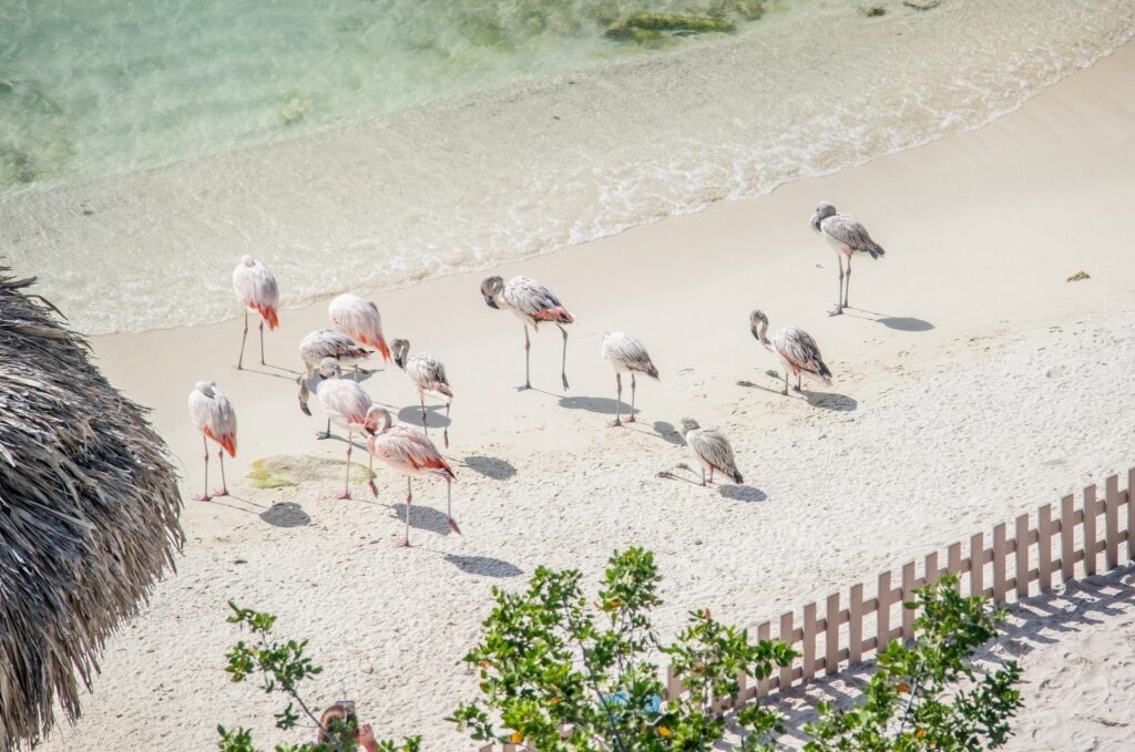 Flamingos in De Palm Island, Aruba