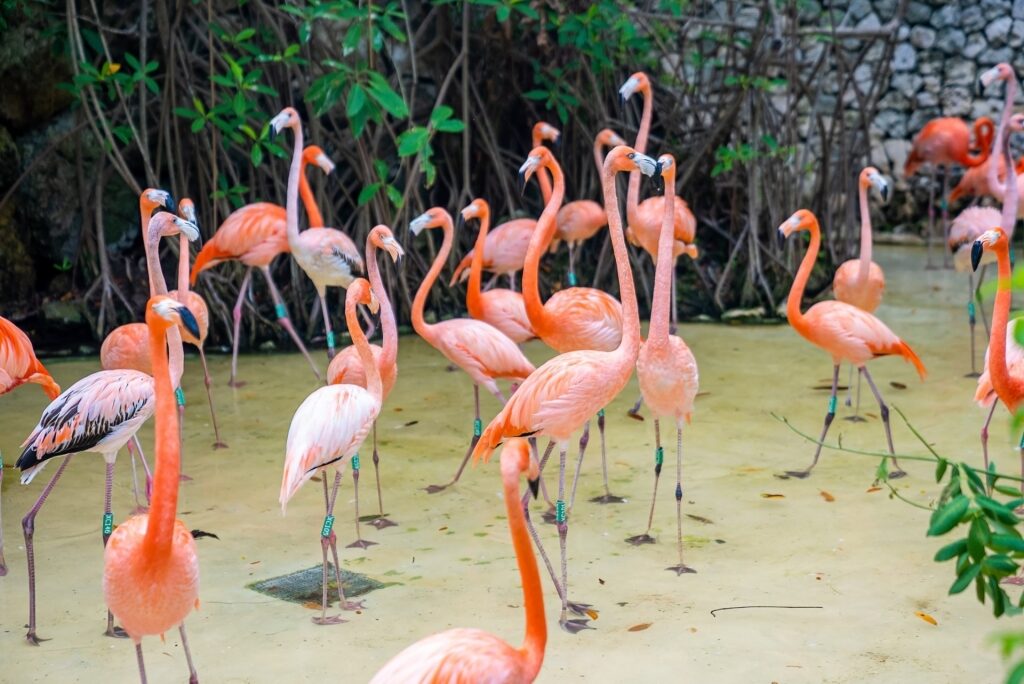 Flamingos in Xcaret Park, Playa del Carmen