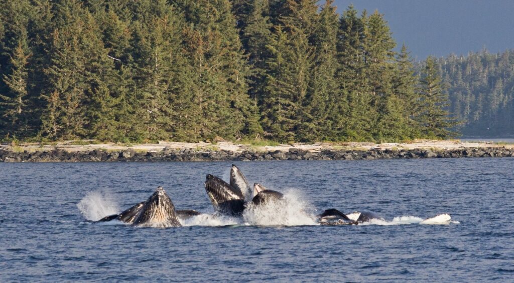 Humpback whales bubble net feeding near Juneau