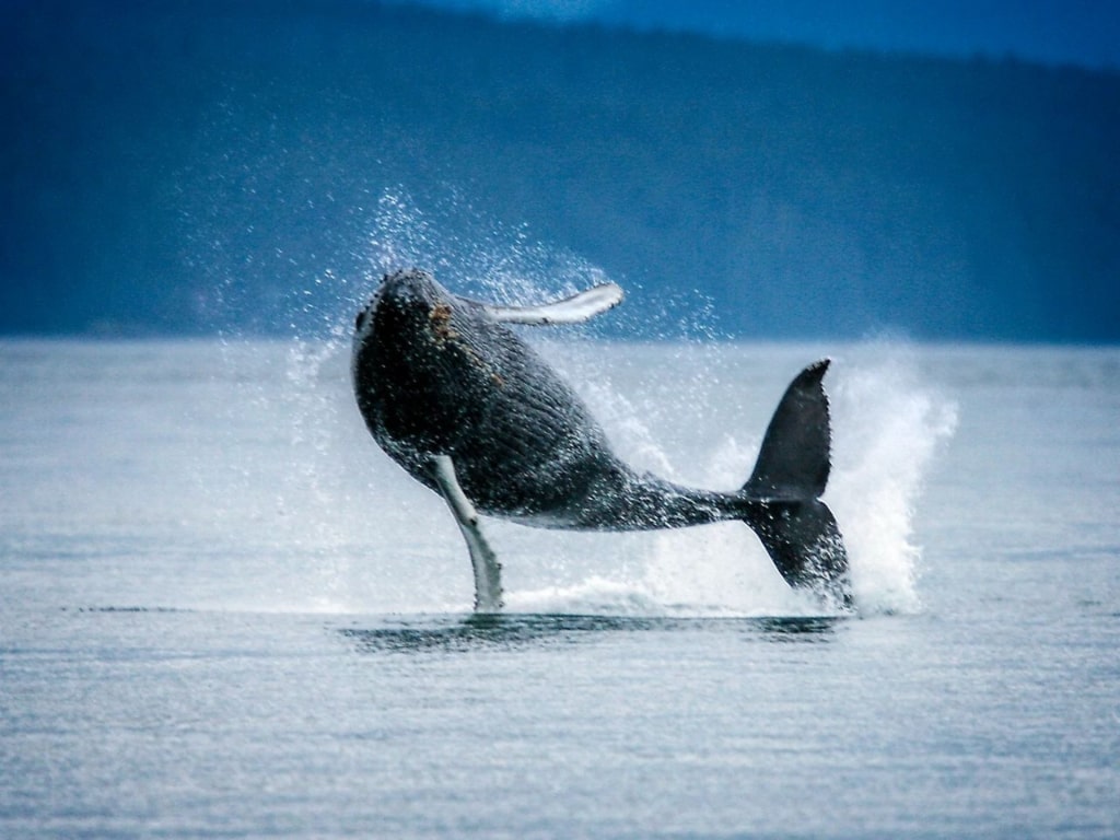 Humpback whale spotted in Endicott Arm