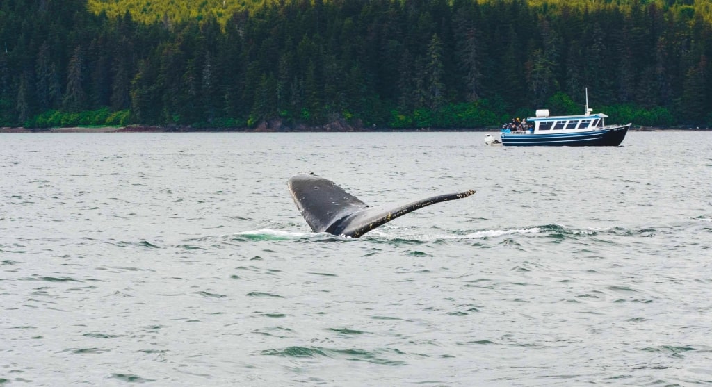 Whale watching boat in Alaska with humpback whale
