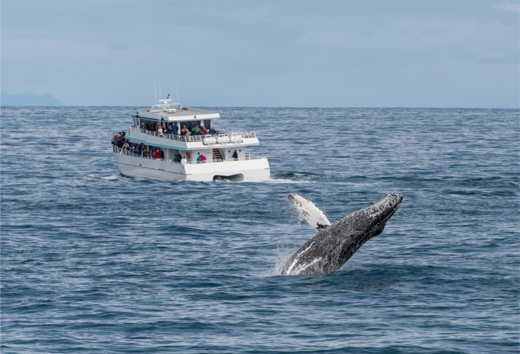 Humpback whale spotted in Kenai Fjords National Park