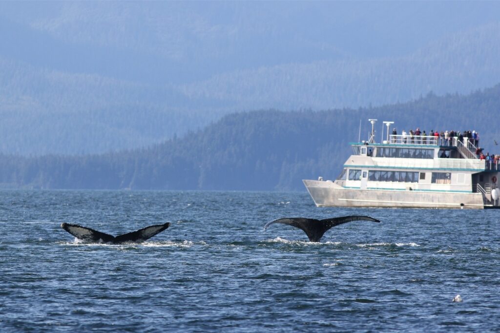 Humpback whales spotted in Alaska