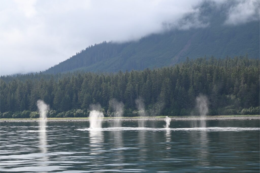 Whales blowing in Point Adolphus