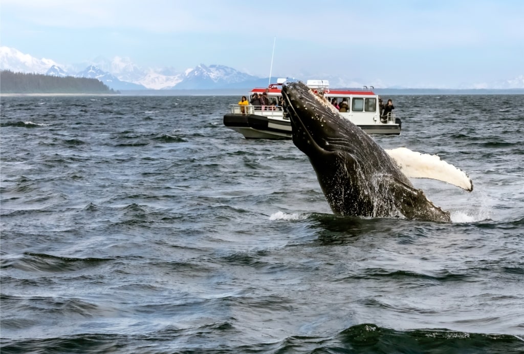 Humpback whale breaching in Icy Strait Point