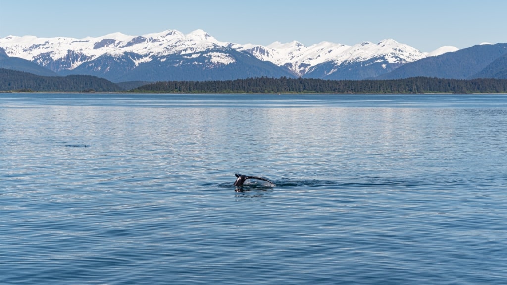 Whale spotted in Auke Bay