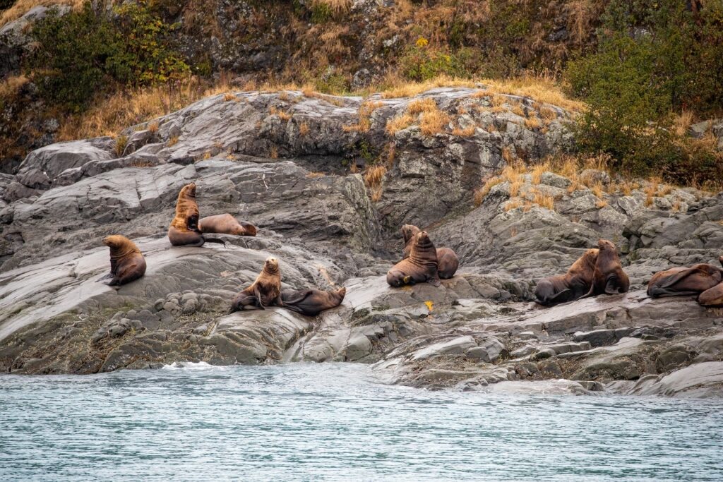 Seals spotted in Alaska