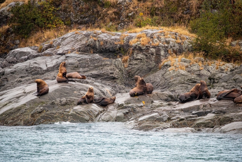 Seals spotted in Alaska