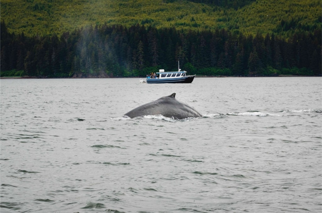 Whale watching tour in Alaska