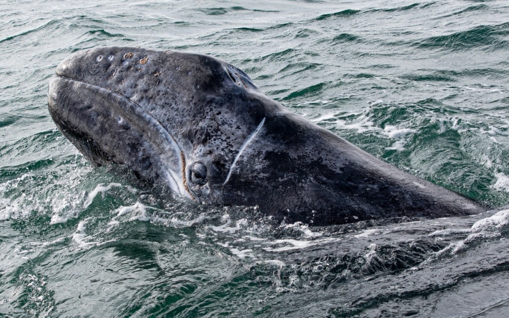 Gray whale spotted while on a boat tour