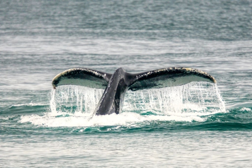 Tail of humpback whale spotted in Alaska
