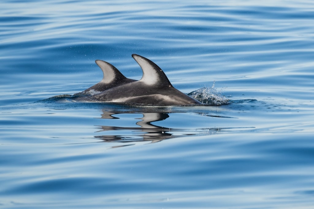Pacific white-sided dolphins spotted in Alaska