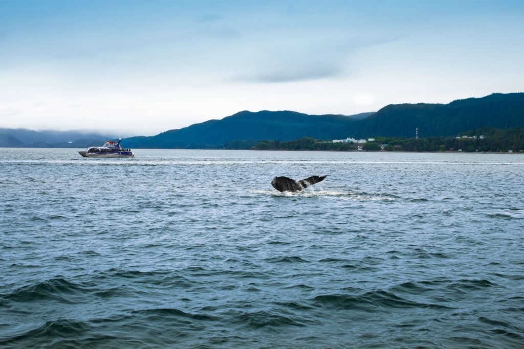Whale watching boat tour in Juneau with humpback whale