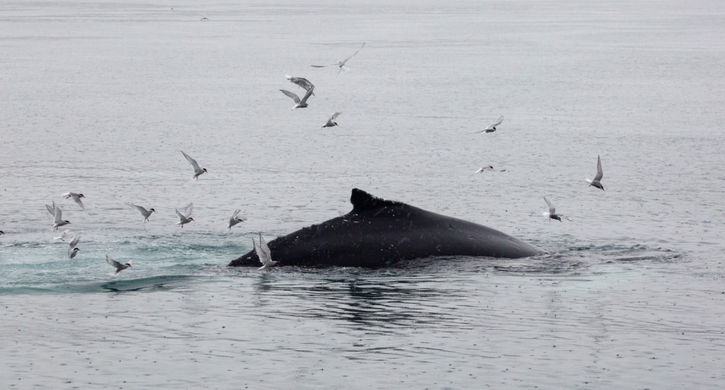 Humpback whale spotted in Alaska