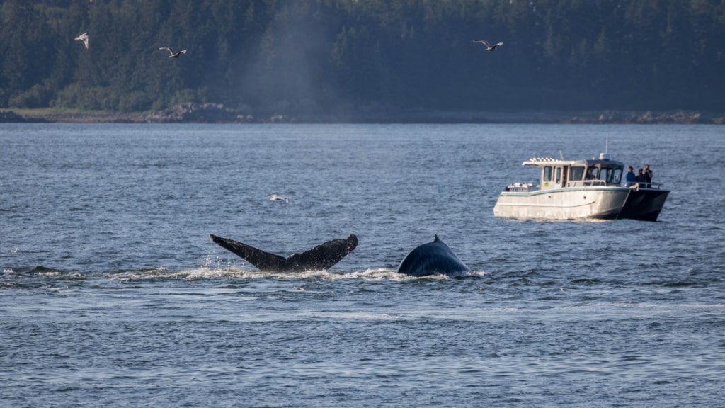 People whale watching at Point Adolphus, Icy Strait Point