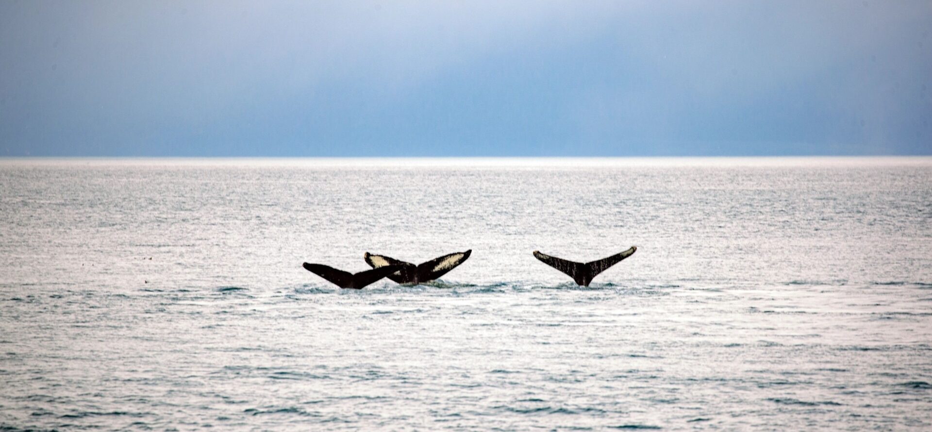 Whale Watching in Alaska: Everything You Need to Know | Celebrity Cruises