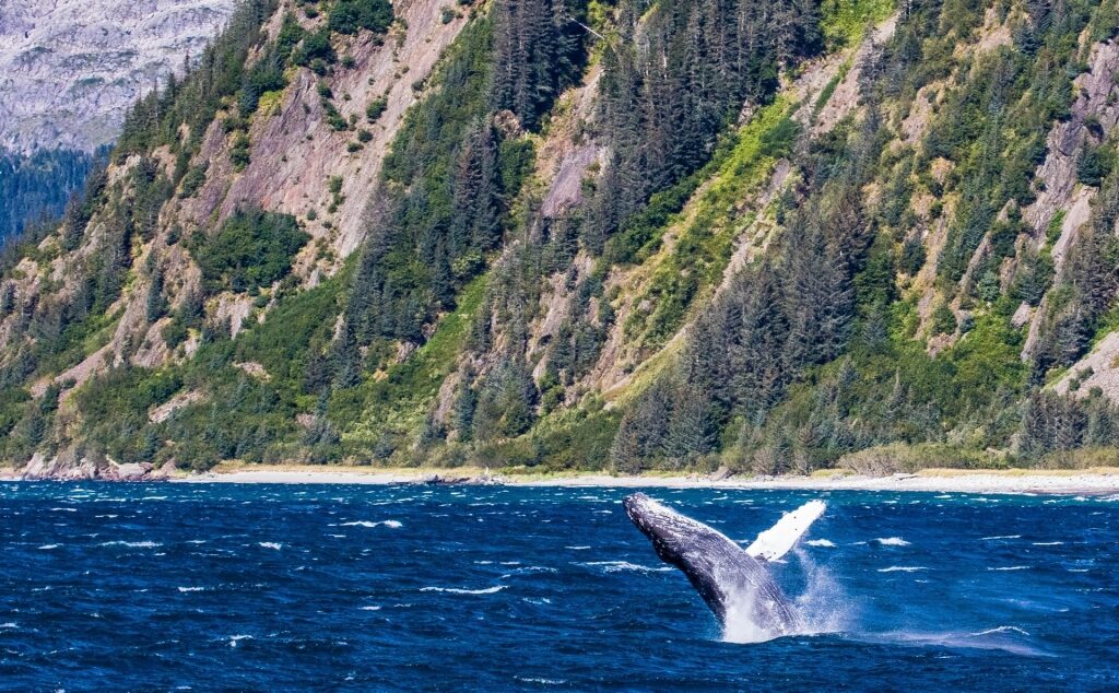 Humpback whale in Prince William Sound, near Anchorage