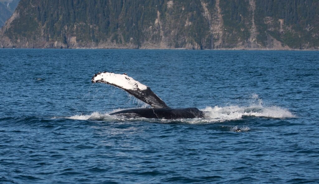 Whale spotted in Resurrection Bay, near Seward