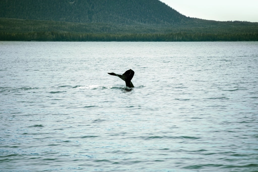 Humpback whale spotted in Alaska