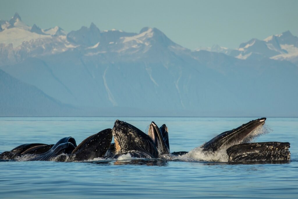 Humpback whale spotted in Alaska