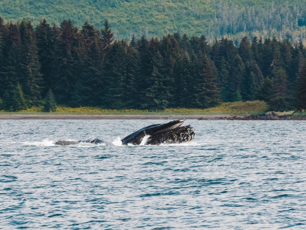 Whales spotted in Juneau