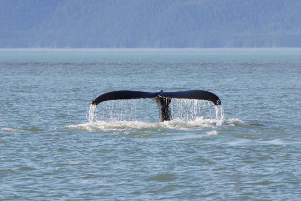 Humpback whale spotted in Tracy Arm Fjord, near Juneau