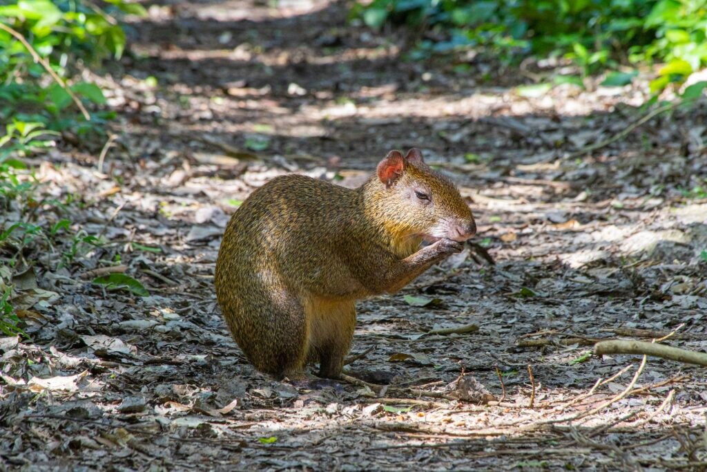 Agouti spotted in the Caribbean