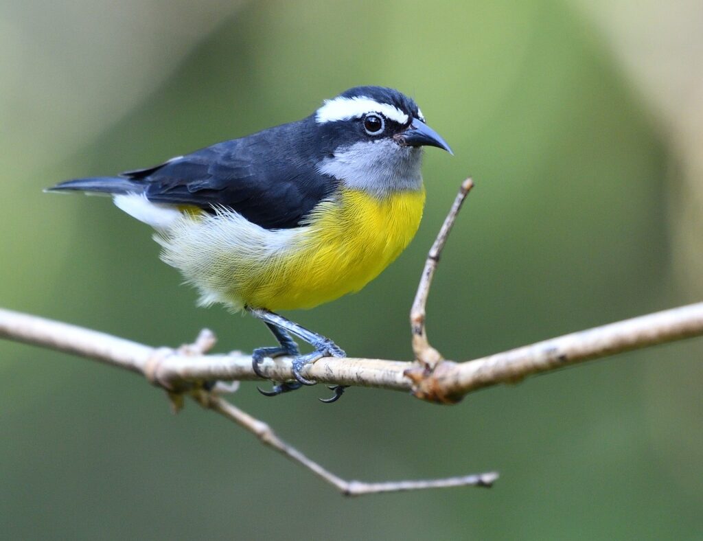 Bananaquit on a tree branch