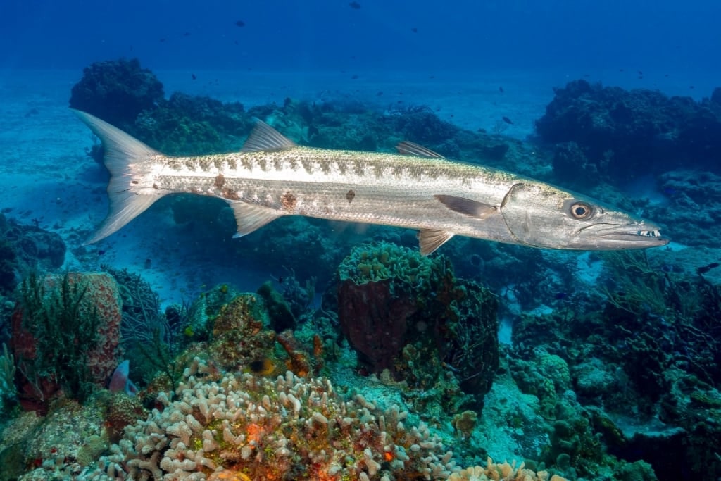 Barracuda swimming in the Caribbean